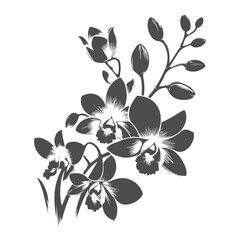 Black silhouette of dendrobium flower. Floral drawing vector illustration. 