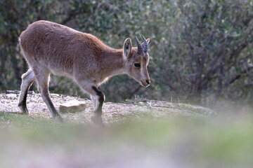 Fototapeta premium iberian ibex