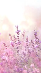 Naklejka premium Lush Lavender Field with Delicate Violet Blooms and Soft Pastel Hues