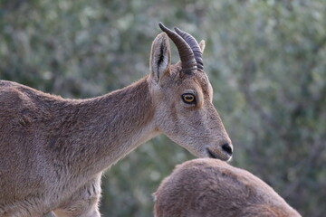 iberian ibex