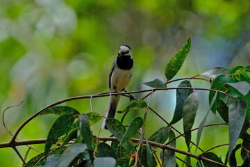 White Wagtail (Motacilla alba) perched on a branch