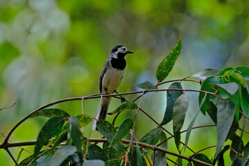 White Wagtail (Motacilla alba) perched on a branch