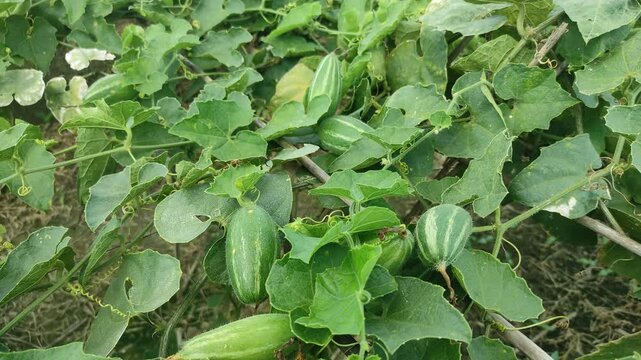 Beds have been made on the new parwal cultivation land and parwal trees are slowly rising to the top. pointed gourd plant, pointed gourd, pointed gourd tree in india,	