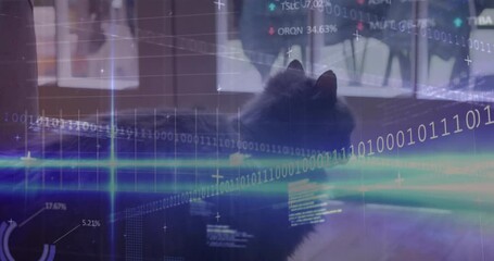 Binary code and data visualization animation over cat resting indoors - Powered by Adobe