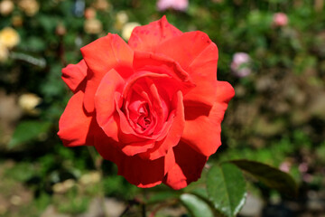 Beautiful red rose blooming in the garden on a sunny day
