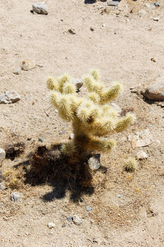 Cactus Tenticle