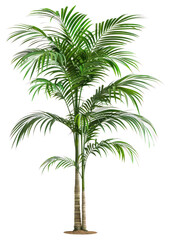 PNG Vibrant indoor tropical palm