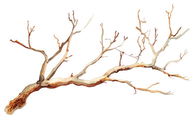 Fototapeta premium PNG Watercolor tree branch illustration