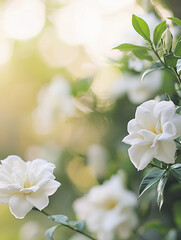 white gardenia flowers