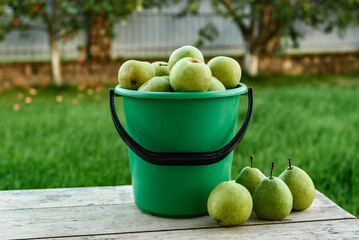 Ripe pears in buckets. Harvesting in the garden.