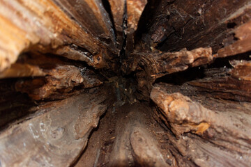 Tree Guts