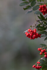 Sorbus aucuparia, Mountain ash, Rowan with green leafs background, Rowan is a valuable fruit, medicinal and decorative plant. A bunch of rowan on a tree.Bunches of ashberry sunny summer day,