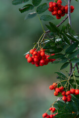 Obraz premium red berries on a branch,Sorbus aucuparia, Mountain ash, Rowan with green leaves background, Rowan is a valuable fruit, medicinal and decorative plant. A bunch of rowan on a tree. A bunch of blueberrie
