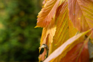 Bright orange and yellow leaves cling to branches, showcasing nature's beauty in the enchanting autumn season.