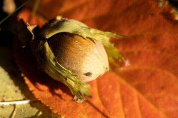 A hazelnut rests gently on a bright orange leaf, showcasing the beauty of autumn in a peaceful woodland.