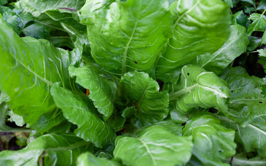 Fototapeta premium Giant spinach leaves in the ecological garden - hervest time.