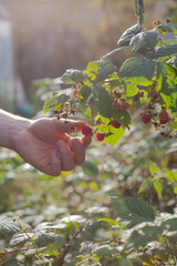 Raspberry plant, Rubus idaeus with red fruit in the European woodland -  collecting wild fruit for...