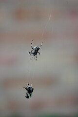 Neoscona crucifera spider on web hunting a bee.