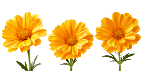 Three vibrant orange daisy flowers with yellow centers and radial petals in bloom, isolated with green leaves against a transparent background in PNG format