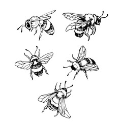 Bees, insects, vector black and white image, set of bees
