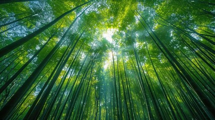 Serene Bamboo Forest with Tall Slender Stalks and Glowing Sunlight Rays Casting a Peaceful Tranquil Atmosphere in the Lush Green Landscape