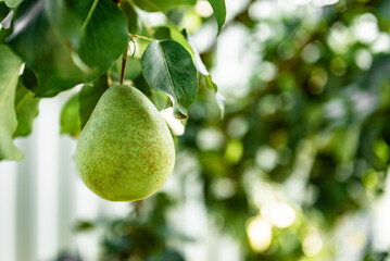 Ripe pear on the tree in summer garden. Harvesting pears.