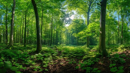 Obraz premium Lush verdant forest panorama with dense overgrown foliage towering trees and a serene peaceful atmosphere Showcasing the vibrant rich ecosystem of a thriving natural environment