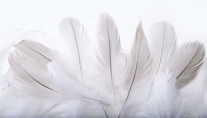 Naklejka premium White Feathers isolated against a white background