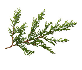 A close-up, realistic illustration of a cedar tree branch with detailed green foliage, thin needles, and brown stems, isolated against a white background in PNG format
