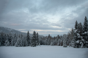 Snow-covered pine landscapes Colorado 