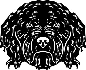 Barbet French Water Dog