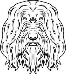 Bearded Collie