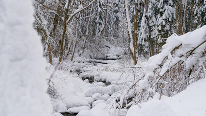 Winter in a forest in the German Alps in the bavarian Allgäu
