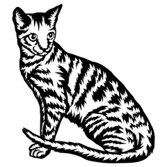 Bengal Cat
