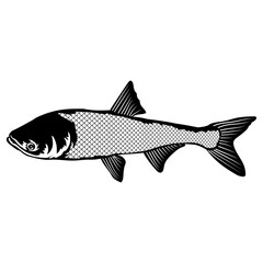 Bighead Carp  Fish