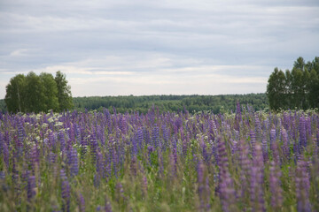 Fototapeta premium Russia Vladimir region Ivan-tea blooming on a cloudy summer day