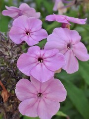Obraz premium pink flowers in the garden
