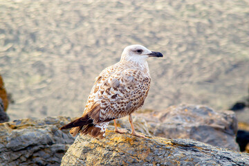 young seagull on the rock watching sea