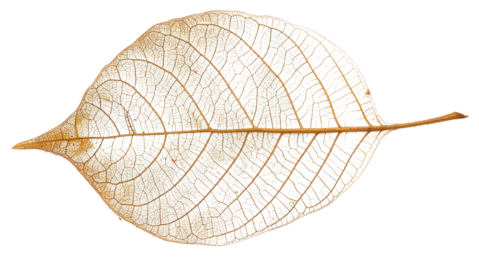PNG Delicate skeletal leaf structure