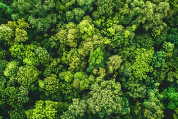 Naklejka premium A lush green forest with many trees and a lot of green foliage. The trees are tall and spread out, creating a sense of depth and vastness. The image conveys a feeling of tranquility and serenity