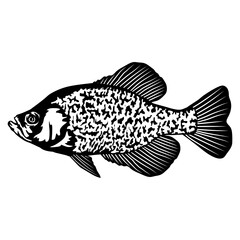 Black Crappie  Fish