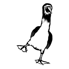 Blue Footed Booby