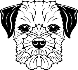 Border Terrier
