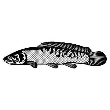 Bowfin  Fish
