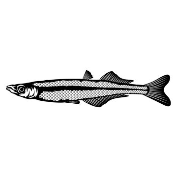 Brook Silverside  Fish