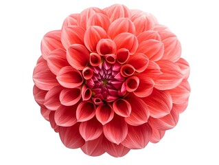 Vibrant Coral Pink Dahlia Flower in Bloom with Intricate Petal Layers on Minimal White Background