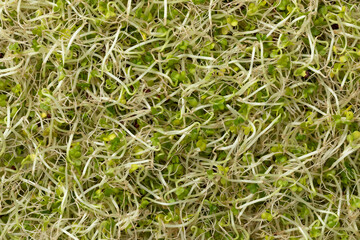 Fresh green Broccoli sprouts close up full frame as background