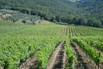 Vigneti del chianti sulle colline della provincia di Firenze