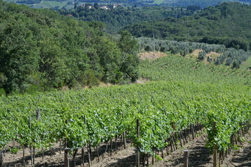 Colline intorno a Firenze coltivate a vigneto del Chianti