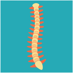 Human spine illustration, medical anatomy, vertebral column on turquoise background